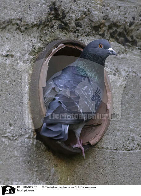feral pigeon / HB-02203