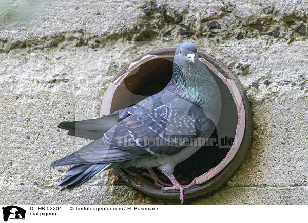 Felsentaube / feral pigeon / HB-02204