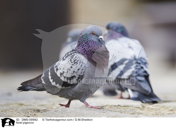 Felsentauben / feral pigeons / DMS-09982