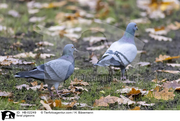 feral pigeons / HB-02249