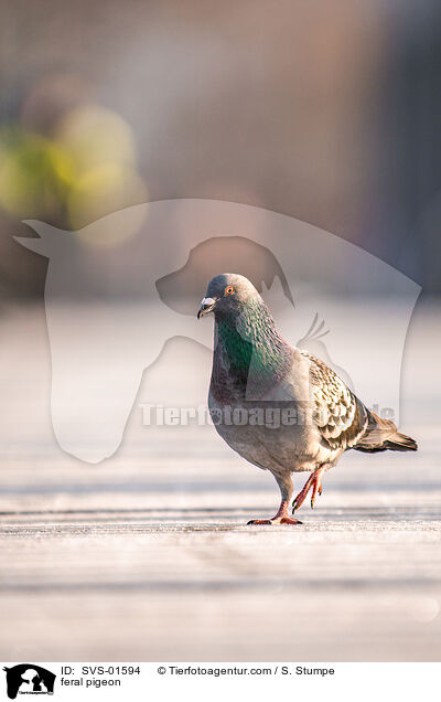 feral pigeon / SVS-01594