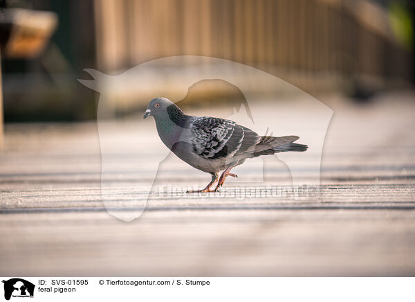feral pigeon / SVS-01595