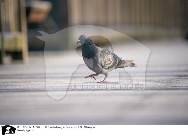 feral pigeon / SVS-01596