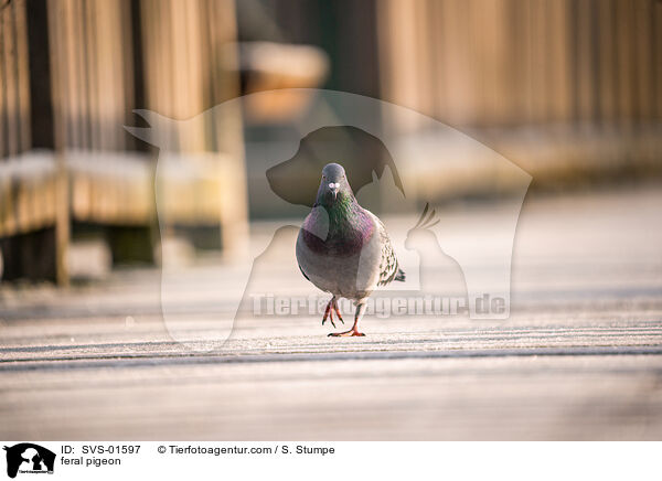 feral pigeon / SVS-01597