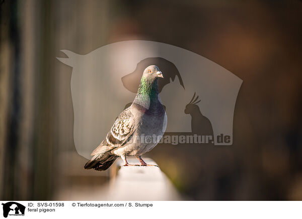feral pigeon / SVS-01598