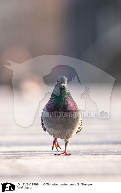 feral pigeon / SVS-01599