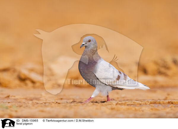 Felsentauben / feral pigeon / DMS-15965