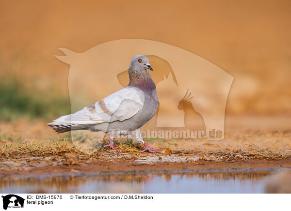 Felsentauben / feral pigeon / DMS-15970