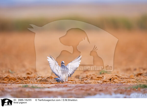 Felsentauben / feral pigeon / DMS-16255