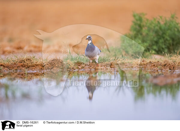 Felsentauben / feral pigeon / DMS-16261