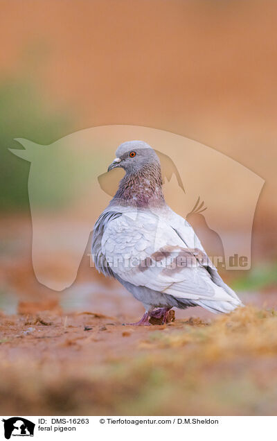 feral pigeon / DMS-16263