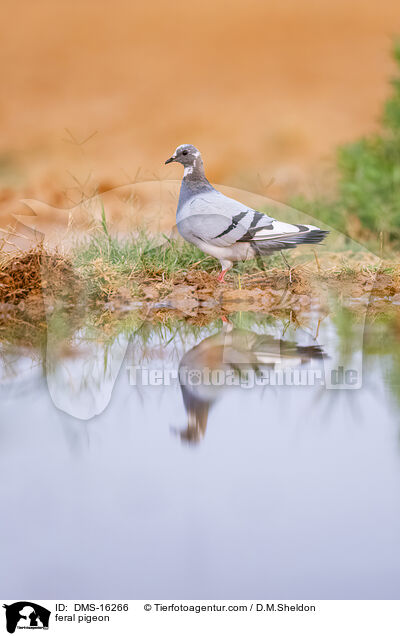 Felsentauben / feral pigeon / DMS-16266