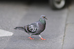 pigeon