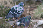 feral pigeons