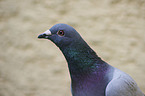 feral pigeon