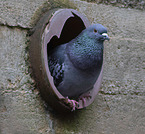 feral pigeon