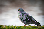 rock dove