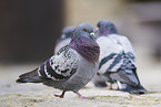 feral pigeons