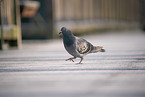 feral pigeon