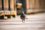 feral pigeon