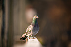 feral pigeon