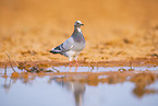 feral pigeon