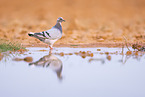 feral pigeon