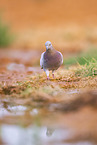 feral pigeon