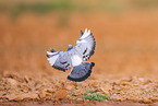 feral pigeon