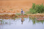 feral pigeon