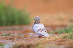 feral pigeon