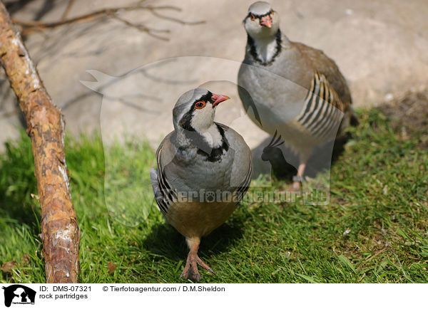 Alpensteinhhner / rock partridges / DMS-07321