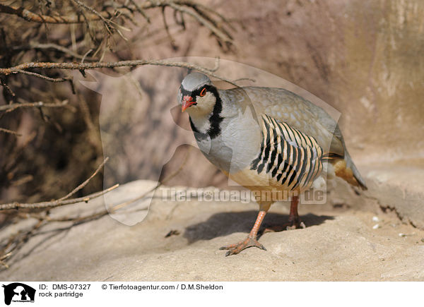 rock partridge / DMS-07327