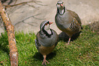 rock partridges