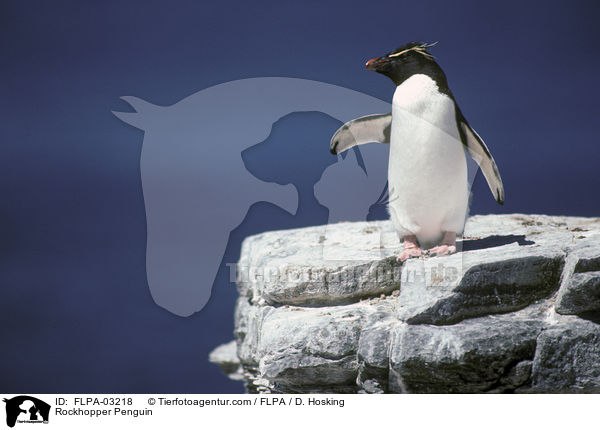 Felsenpinguin / Rockhopper Penguin / FLPA-03218