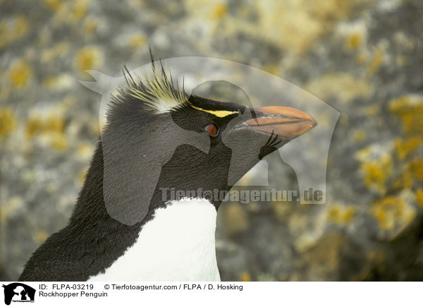 Rockhopper Penguin / FLPA-03219
