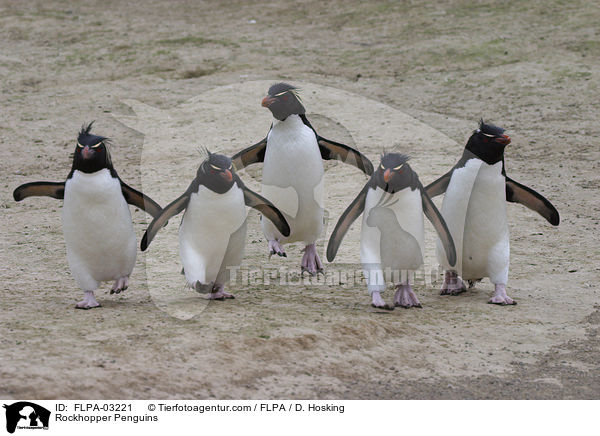 Felsenpinguine / Rockhopper Penguins / FLPA-03221