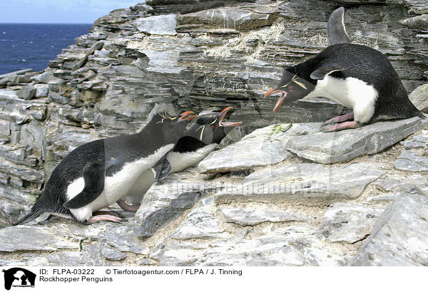 Rockhopper Penguins / FLPA-03222