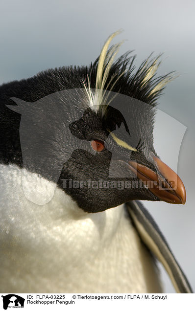 Rockhopper Penguin / FLPA-03225