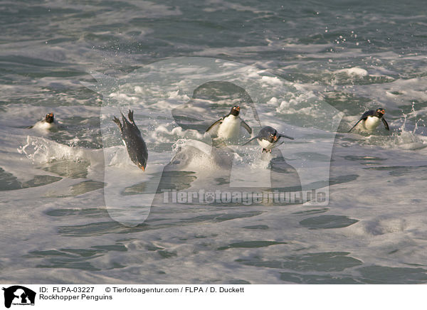 Rockhopper Penguins / FLPA-03227