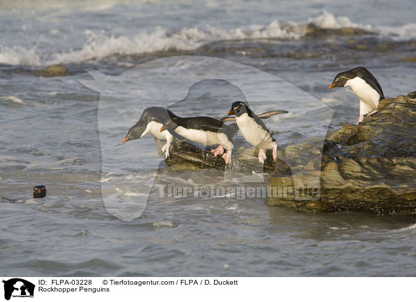 Rockhopper Penguins / FLPA-03228
