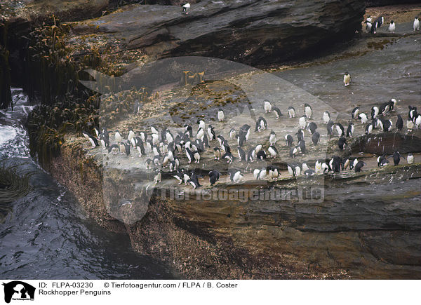 Felsenpinguine / Rockhopper Penguins / FLPA-03230