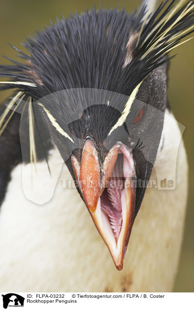 Rockhopper Penguins / FLPA-03232