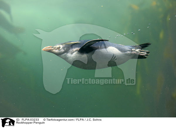 Felsenpinguin / Rockhopper Penguin / FLPA-03233