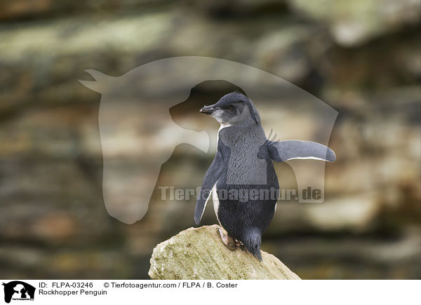 Rockhopper Penguin / FLPA-03246