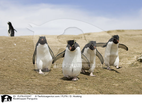 Rockhopper Penguins / FLPA-03247