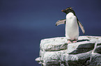 Rockhopper Penguin