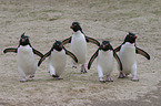 Rockhopper Penguins