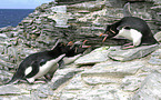 Rockhopper Penguins