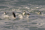 Rockhopper Penguins